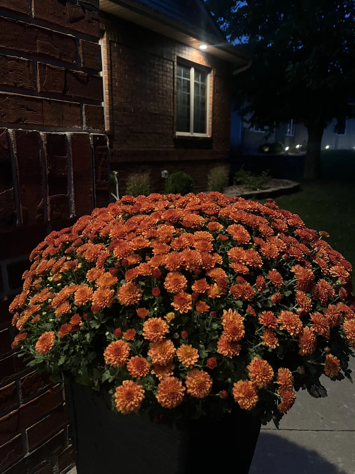 Flower beds in a residential front yard in North Liberty, Iowa