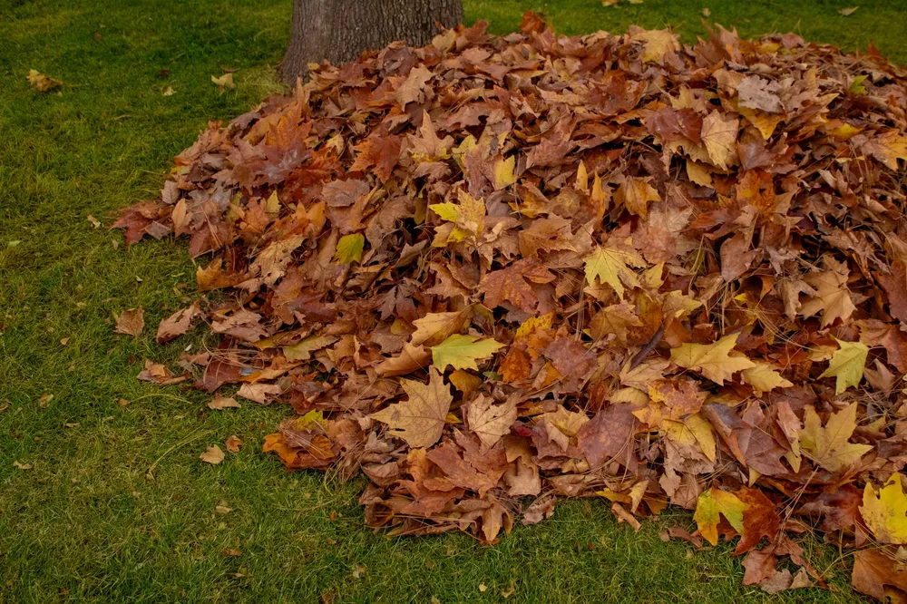 Fall leaf cleanup and removal in Cedar Rapids, Iowa
